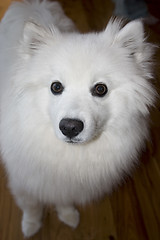 Image showing American Eskimo