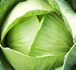 Image showing Green cabbage's head with leafs with early dew