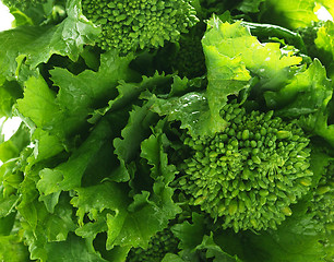 Image showing Green cabbage