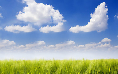 Image showing field of grass and perfect sky