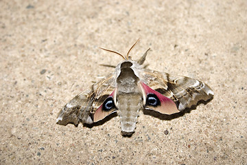 Image showing Moth