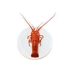 Image showing Lobster