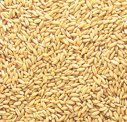 Image showing natural oat grains background