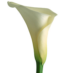 Image showing Calla lily