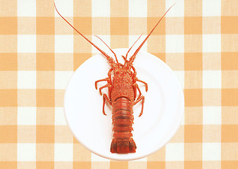 Image showing whole red lobster on a plate isolated