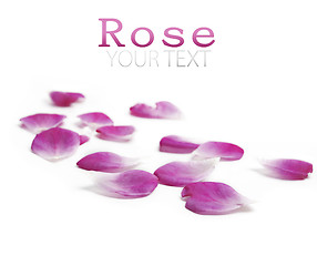 Image showing Rose petals