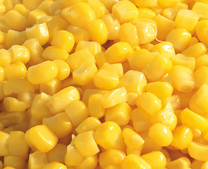 Image showing Sweet corn background