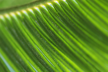 Image showing Green leaf macro