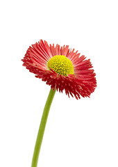 Image showing Red daisy flower isolated