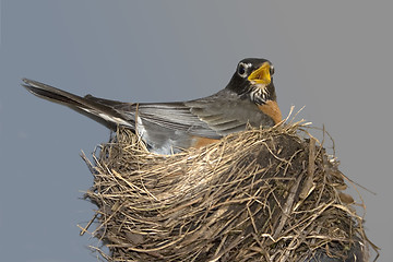 Image showing Robin in Her Nest