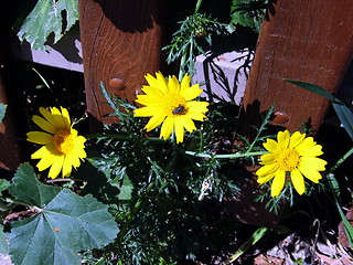 Image showing Threesome. Daisies.