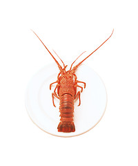 Image showing whole red lobster isolated on white