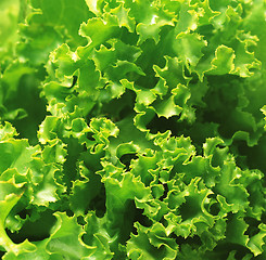 Image showing Fresh green Lettuce salad background