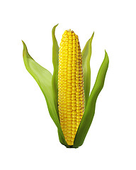 Image showing corn isolated on white background