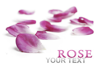 Image showing Rose petals