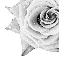 Image showing white rose