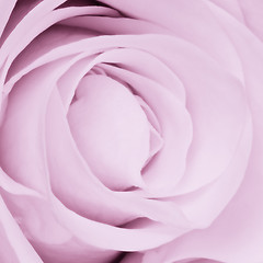 Image showing violet rose close up