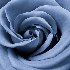 Image showing blue rose