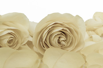 Image showing white rose macro