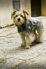 Image showing  Small Dog.        