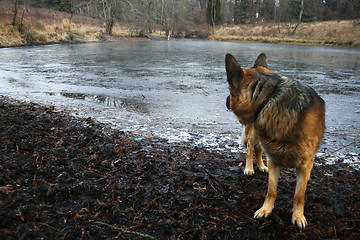 Image showing German shepherd