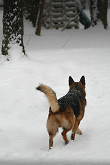 Image showing German shepherd