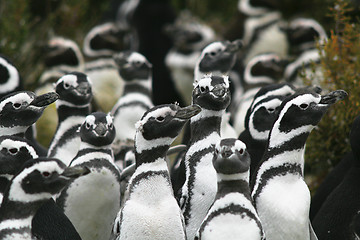 Image showing Penguins,