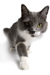 Image showing Cat