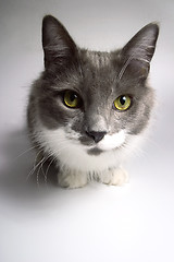 Image showing Cat