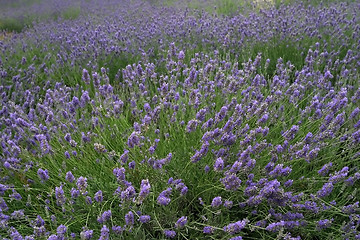 Image showing Lavender