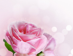 Image showing Pink Rose