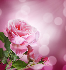 Image showing Pink Rose