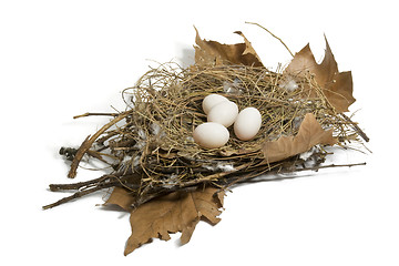 Image showing Dove nest 