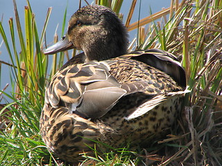 Image showing Female Mallard