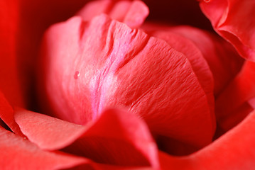 Image showing Red rose petals