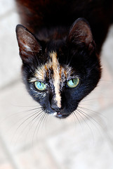 Image showing Black cat portrait