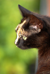 Image showing Black cat portrait