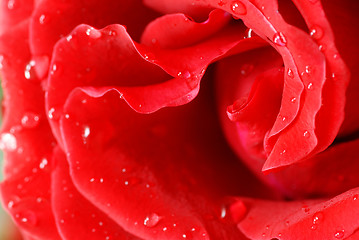 Image showing Red rose petals