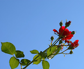 Image showing Rose growing over blue sky