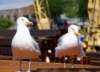 Image showing Two seagulls  