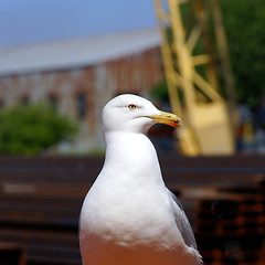 Image showing Seagull 