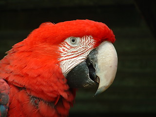 Image showing Green Wing Macaw