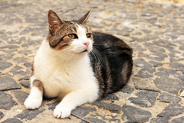 Image showing tabby cat