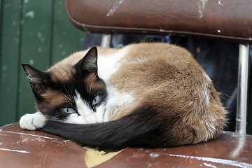 Image showing Siamese Cat