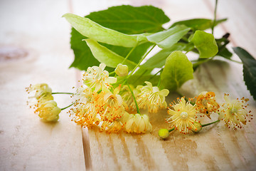 Image showing Linden blossom