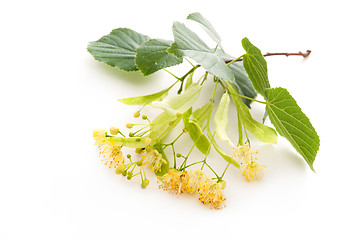 Image showing Linden blossom