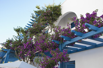 Image showing Purple Bougainvillea