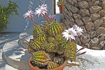 Image showing Pink Cactus Flowers