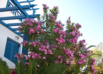 Image showing Oleander