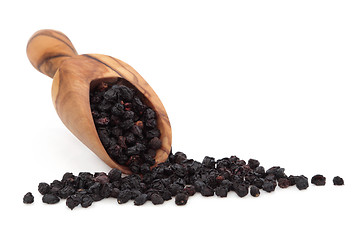 Image showing Elderberry Fruit